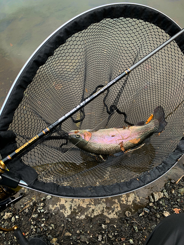 ニジマスの釣果