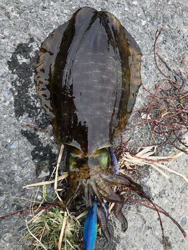 アオリイカの釣果