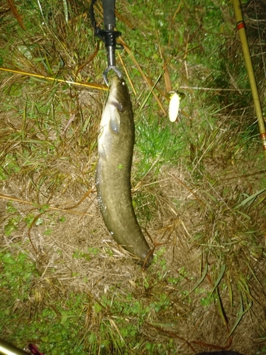 ナマズの釣果