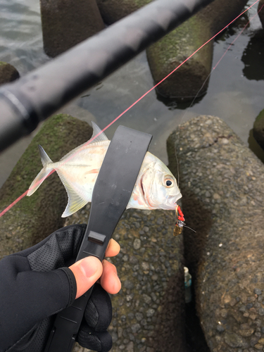 メッキの釣果