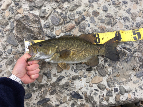 スモールマウスバスの釣果