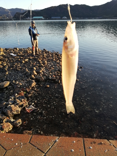 シロギスの釣果