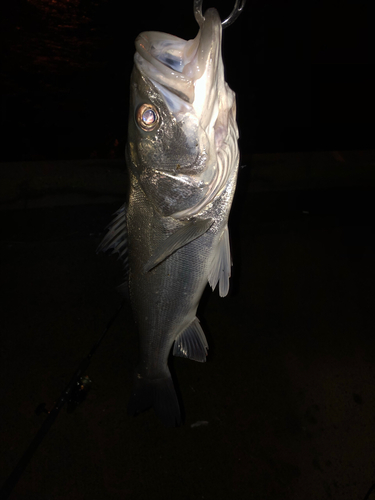 フッコ（マルスズキ）の釣果