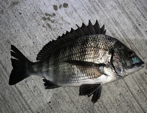 チヌの釣果