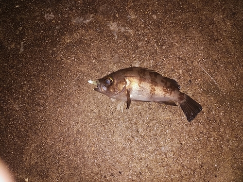 クロメバルの釣果