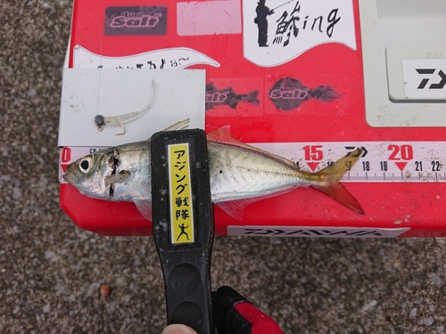 アオアジの釣果