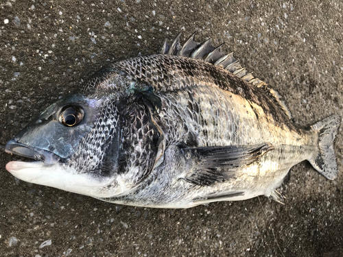 クロダイの釣果