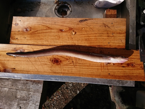 アナゴの釣果