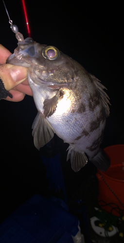 シロメバルの釣果