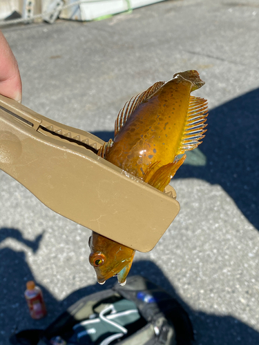 アナハゼの釣果