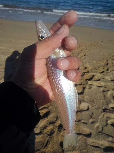 シロギスの釣果