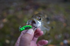 オオクチユゴイの釣果