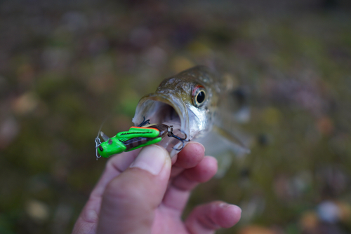 オオクチユゴイの釣果