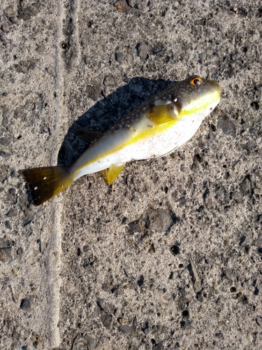 クサフグの釣果