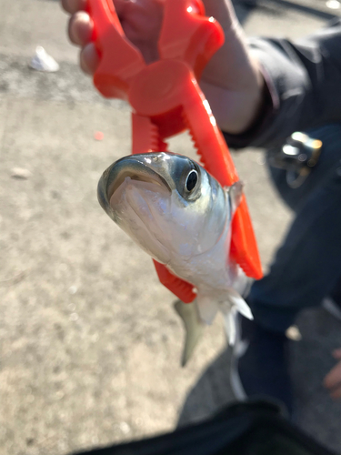 ボラの釣果