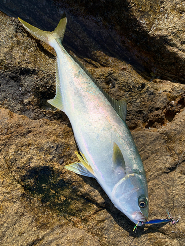 ヒラマサの釣果