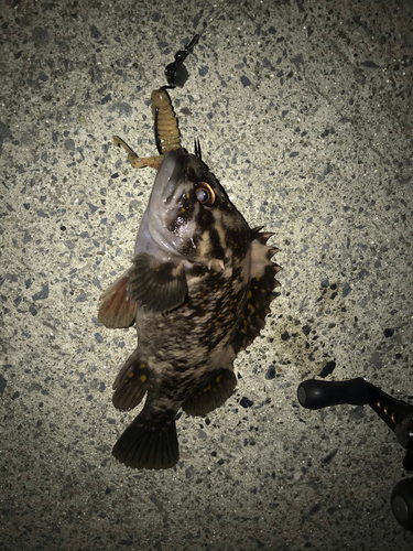 オウゴンムラソイの釣果