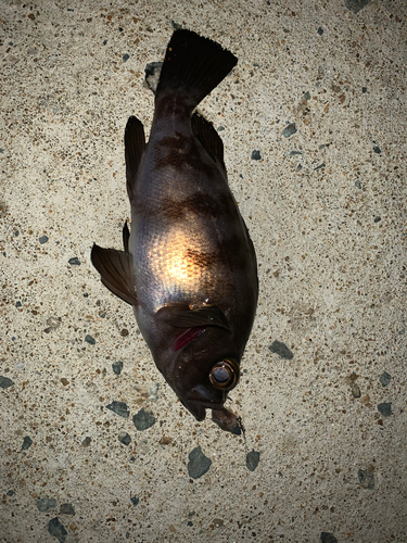 メバルの釣果