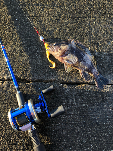 ソイの釣果