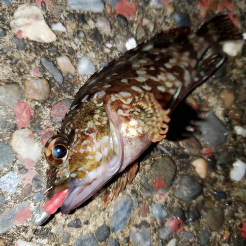 カサゴの釣果