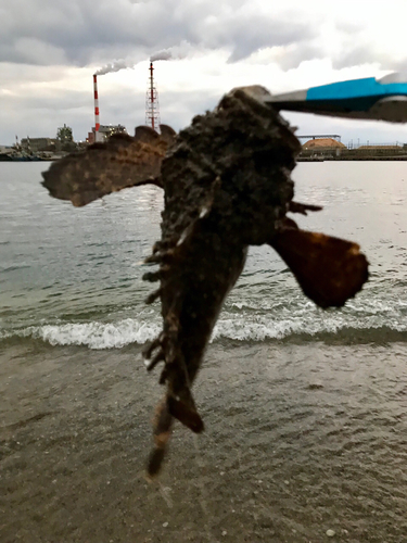 オニオコゼの釣果