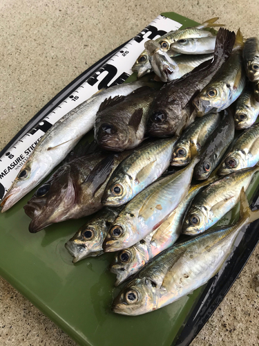 アジの釣果