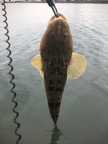 マゴチの釣果