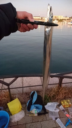 タチウオの釣果