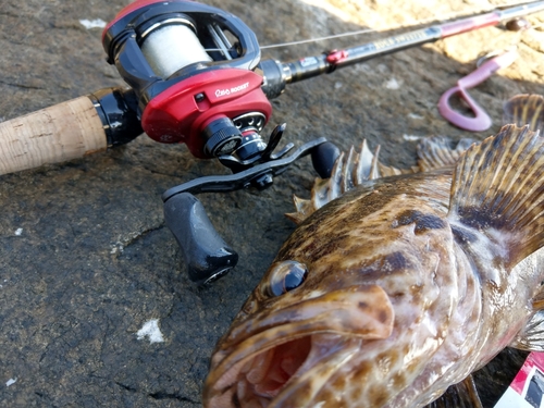 ベッコウゾイの釣果