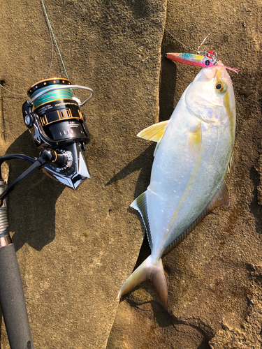 ショゴの釣果