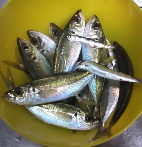 アジの釣果