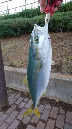 イナダの釣果