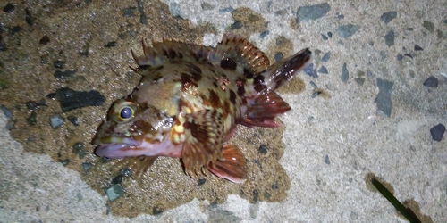 アラカブの釣果