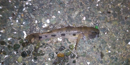 アナハゼの釣果