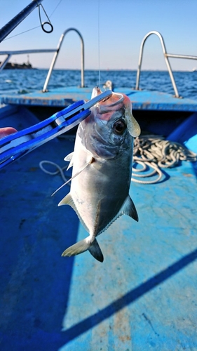 メッキの釣果