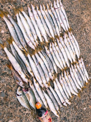 カマスの釣果