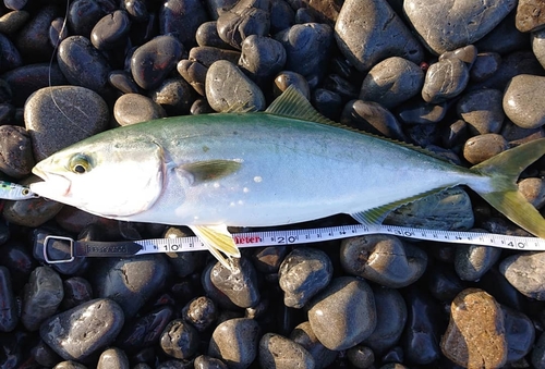 イナダの釣果