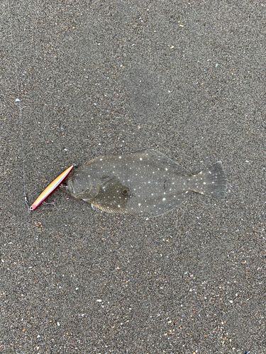 ソゲの釣果