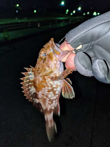 カサゴの釣果