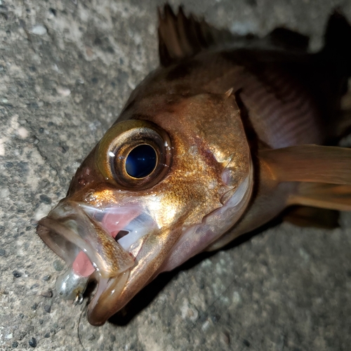 メバルの釣果