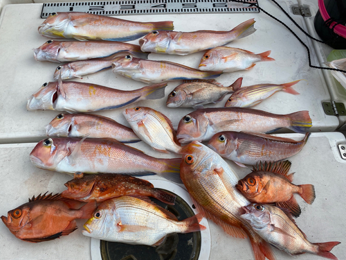 アマダイの釣果