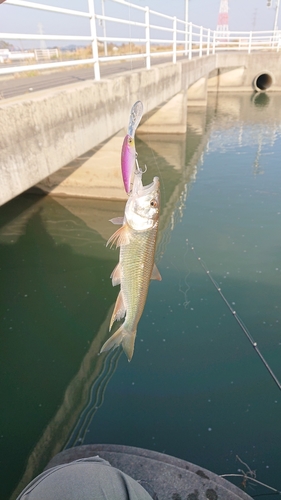 ハスの釣果