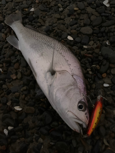 オオニベの釣果