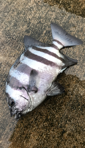 イシダイの釣果