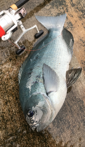 クチブトグレの釣果