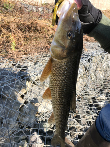 ニゴイの釣果