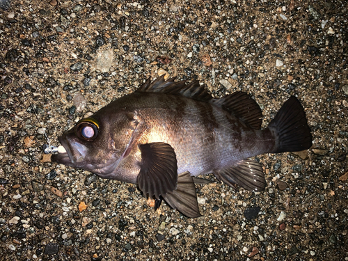 メバルの釣果