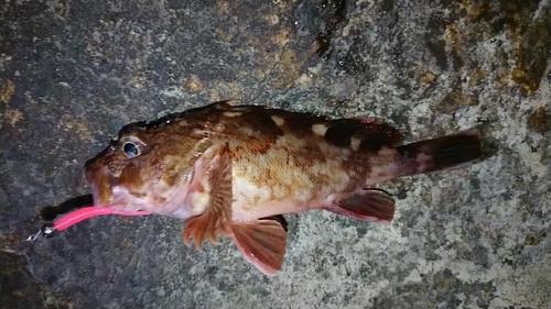 カサゴの釣果