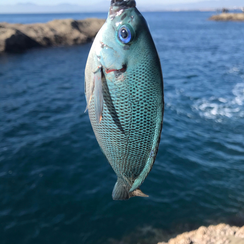 メジナの釣果