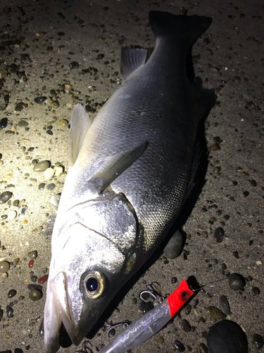 ヒラスズキの釣果